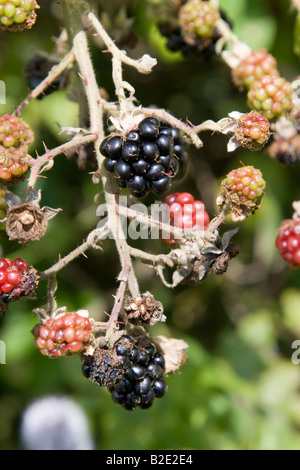 Blackberries (singular, blackberry; genus Rubus, subgenus Eubatus; also called bramble or occasionally 'bramble raspberry') Stock Photo