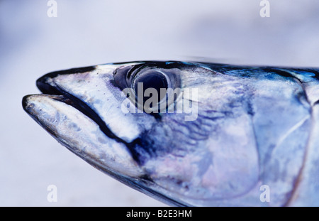 head of Atlantic mackerel, Scomber scombrus Stock Photo