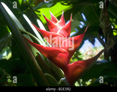 Red Heliconia flower in the jungles of St Lucia near the Pitons Stock Photo