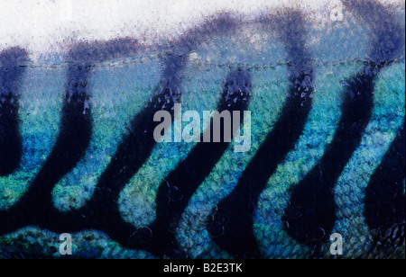 natural pattern on the back of an Atlantic mackerel, Scomber scombrus, Norway Stock Photo