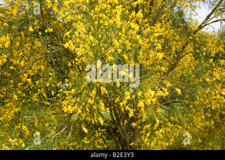 Genista Aetnensis - Mount Etna Broom Stock Photo