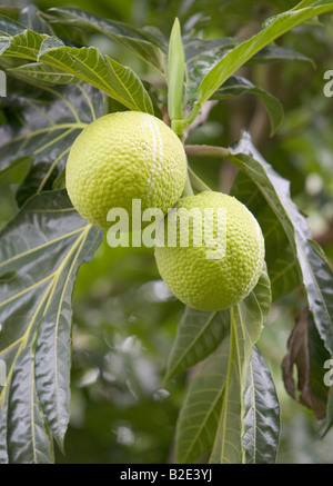 Close up of breadfruit growing on a tree on a plantation in the Caribbean Stock Photo