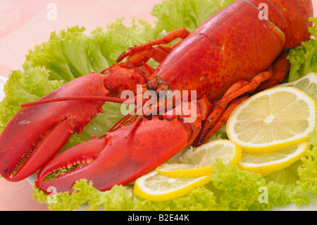 Lobster Dinner served on plate with lemon Stock Photo