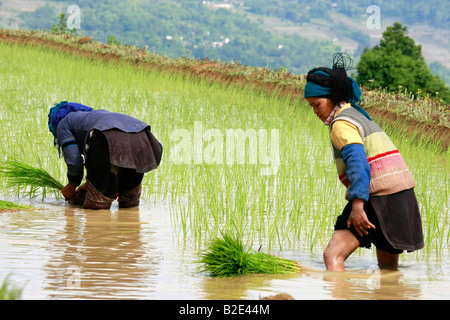 Tribeswomen working in the rice fields at Yuanyang, Yunnan, China Stock Photo