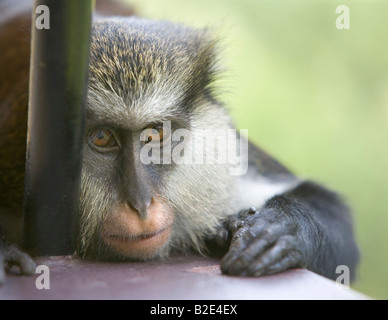 A close up of a Mona Monkey on the Caribbean island of Grenada Mona monkeys were introduced to Grenada from Africa Stock Photo