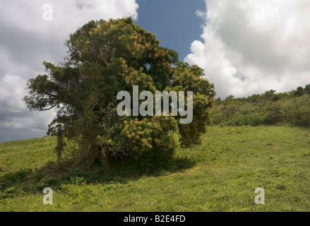 A large mango tree in flower in Grenada West Indies Stock Photo