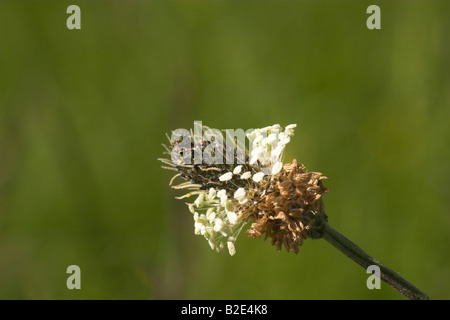 Flowering Ribwort Plantain Plantago lanceolata Stock Photo