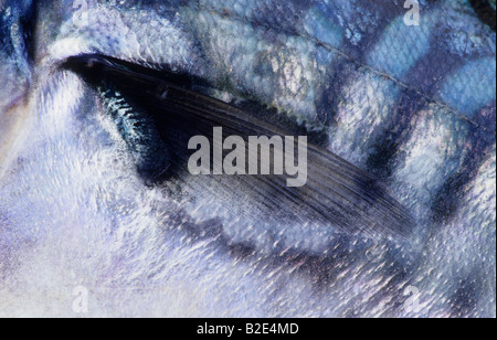 pectoral fin of a Atlantic mackerel, Scomber scombrus, Norway Stock Photo
