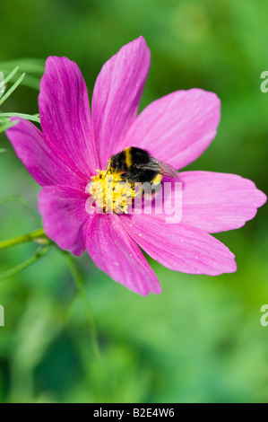 Bombus Lucorum. White tailed Bumblebee feeding on cosmos flower in an english garden Stock Photo