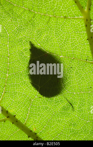 Birch leaf on a Gunnera manicata / Chilean rhubarb leaf. UK Stock Photo