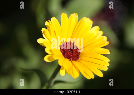 Yellow flower on the green background. Stock Photo