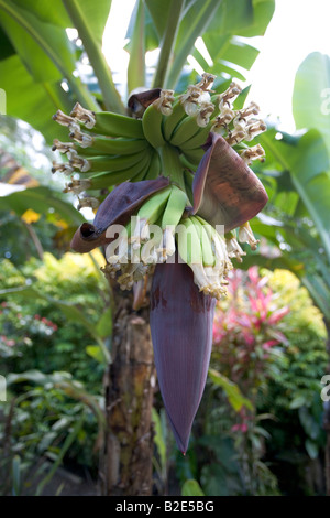 A banana plant or tree with new hands of bananas forming above the flower or heart or blossom Stock Photo