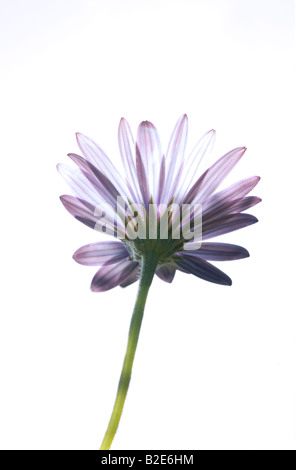 A backlit flower isolated against a white background Stock Photo