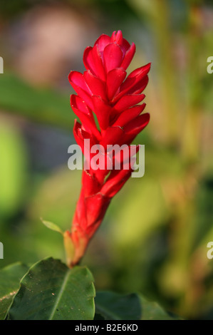 Red Ginger Alpinia purpurata Stock Photo
