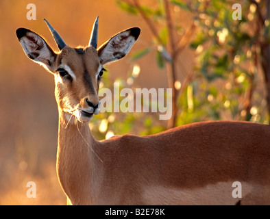 Juvenile male blackfaced impala (Aepyceros melampus petersi). Kruger National Park South Africa. Rated vulnerable UCN Red List Stock Photo