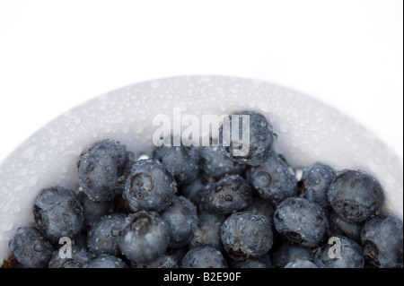 Blueberries in strainer covered in water droplets white background.