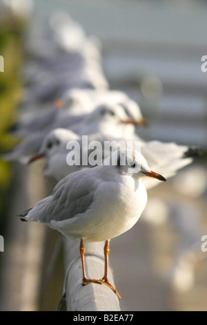 Flock of Black-headed Gulls (Chroicocephalus ridibundus) in row on railing, Germany Stock Photo