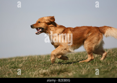 Golden Retriever running in field Stock Photo