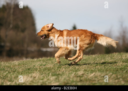 Golden Retriever running in field Stock Photo