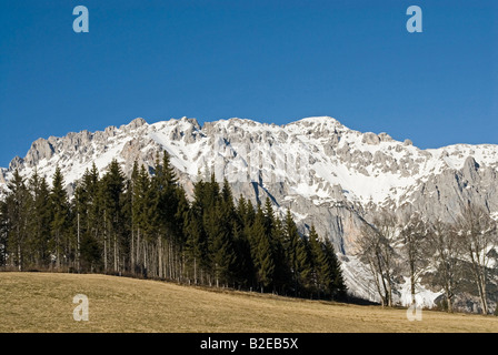 Trees in front of mountain, Dachstein Mountains, Ramsau am Dachstein, Liezen, Styria, Austria Stock Photo