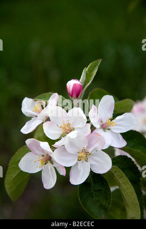 Apple blossoms in an orchard at Leland Michigan Stock Photo