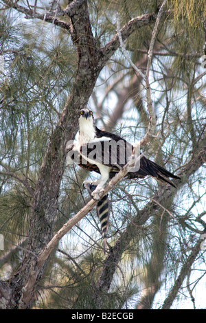 an osprey with a sheepshead fish in florida usa Stock Photo