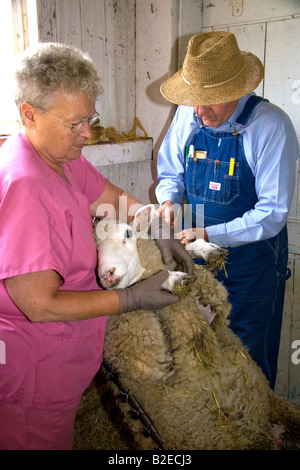 Farmer and his wife giving vaccination to a sheep on their farm in Lenawee County Michigan Stock Photo