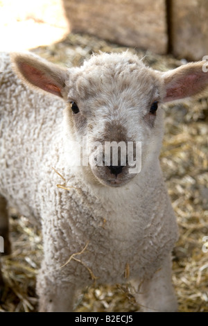 Lamb on a farm in Lenawee County Michigan Stock Photo