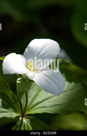 Trillium grandiflorum commonly known as white trillium in Northern Michigan Stock Photo