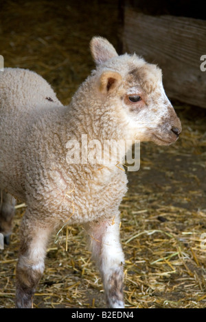 Lamb on a farm in Lenawee County Michigan Stock Photo