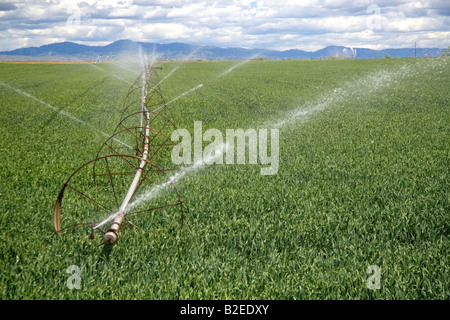 Sprinkler irrigation in a wheat field in Canyon County Idaho Stock Photo