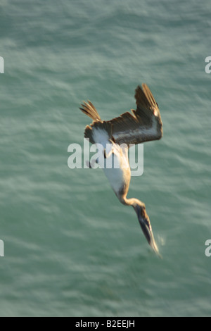 a pelican diving for food Stock Photo