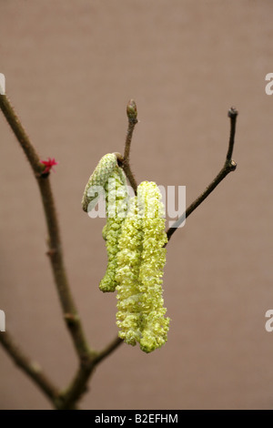 Catkins of Hazel Corylus avellana showing male catkins and female flower Stock Photo