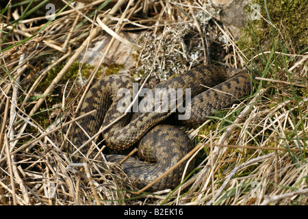 Adder Vipera berus female basking in Angus glen Stock Photo