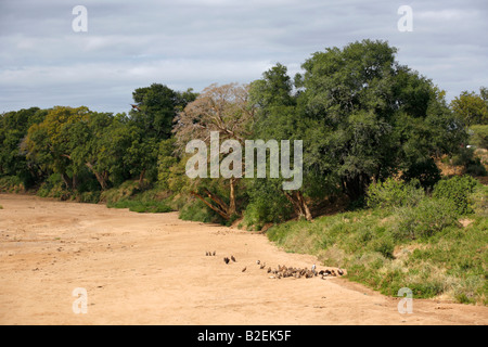 A cluster of vultures feeding on a carcass in the dry riverbed of the Shingwedzi River Stock Photo