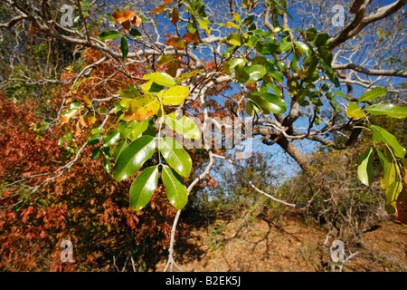 Leaves of a pod mahogany (Afzelia quanzensis) Stock Photo