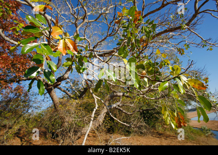 Scenic view of leaves of a pod mahogany (Afzelia quanzensis) on the banks of the Save River Stock Photo
