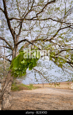 Leaves of a pod mahogany (Afzelia quanzensis) tree Stock Photo
