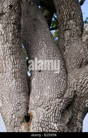 Leadwood tree (Acacia imberbe) Stock Photo