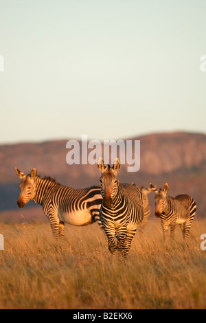 Three Cape mountain zebra with the stallion facing directly towards the camera Stock Photo