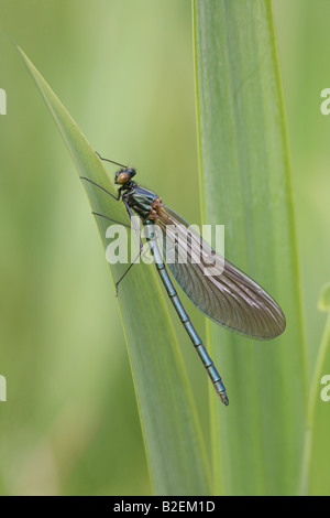 Beautiful Demoiselle Calopteryx virgo male freshly emerged in Argyll Stock Photo