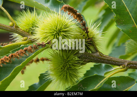 Castania Sativa Sweet Chestnut tree Stock Photo