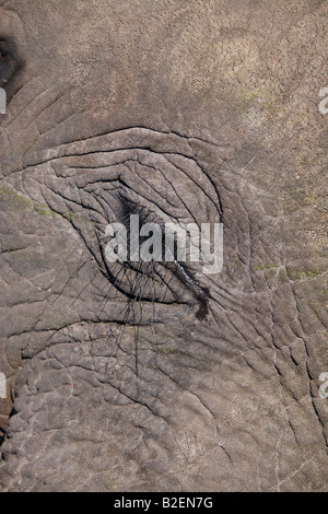 Close-up of an elephant eye Stock Photo