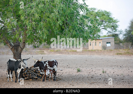 Cattle standing beneath a tree in rural Mozambique Stock Photo
