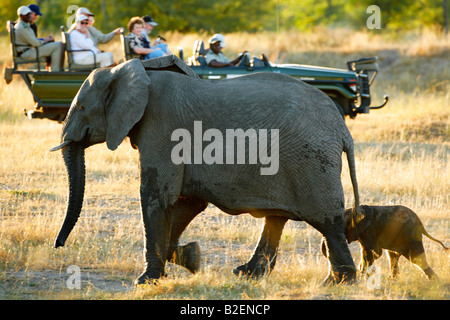 Tourists watch an African elephant cow and her calf from an open safari vehicle Stock Photo