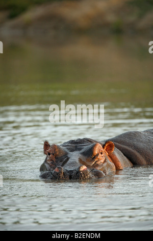 Hippopotamus portrait with body showing above the water in warm lighting Stock Photo