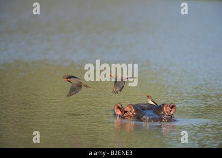 Hippopotamus portrait with only its head showing above the water with red-billed oxpeckers Stock Photo