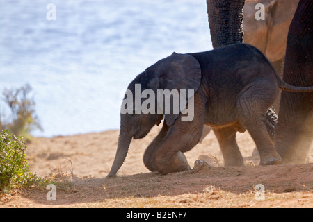 A baby elephant kneeling down Stock Photo