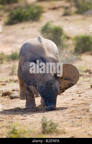 A baby elephant bends down to pick up something off the ground with its mouth because it is still learning to use its trunk. Stock Photo