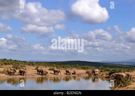 A scenic view of elephants drinking from the edge of a waterhole in the Addo National Park Stock Photo